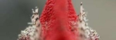 When is a Home Really for Sale?