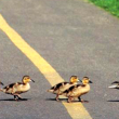 duck-crossing