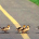 duck-crossing