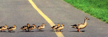Everyone Stops for the Ducks…