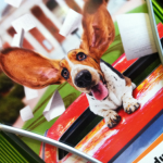 All Ears