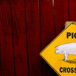 Pig Crossing Pig Crossing