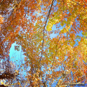 fall