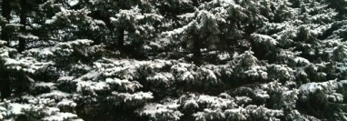Snowy Pines