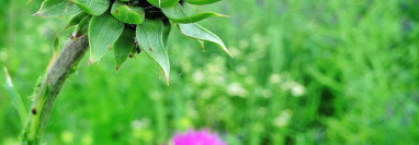 Thistle
