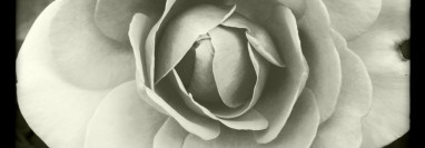 Tenderness & Gentleness