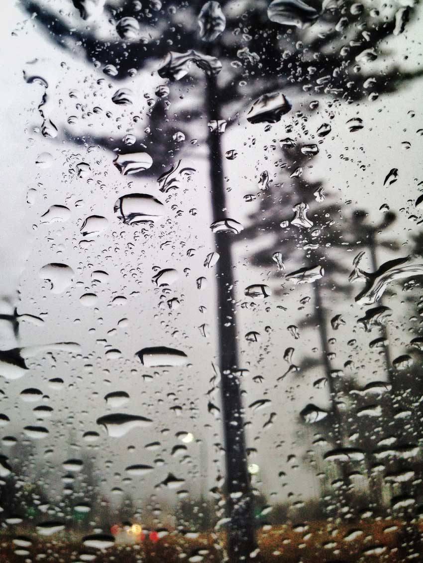 Rain Tree | Todd Waller