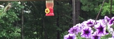 SloMo Hummingbird