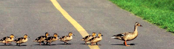 Everyone Stops for the Ducks…