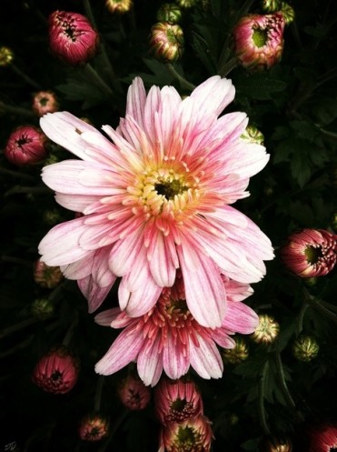 Autumn Blossom