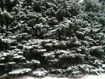 Snowy Pines