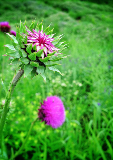 Thistle
