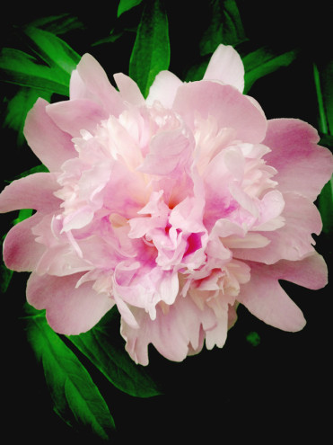 Peony