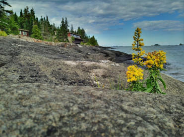 Solitary Flowers