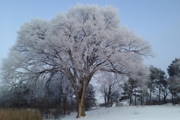 Hoary Frost