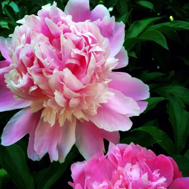 Peony