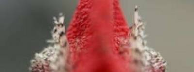 Real Vindication of an Agent’s Worth:  Experience+Technology