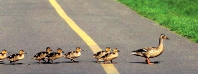 Everyone Stops for the Ducks…